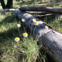 Leucochrysum albicans subsp. tricolor (Hoary Sunray) at Bruce Ridge to Gossan Hill - 6 Oct 2021 by goyenjudy