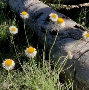 Leucochrysum albicans subsp. tricolor at Bruce, ACT - 7 Oct 2021 10:28 AM