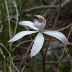 Caladenia dimorpha at Boro, NSW - 3 Oct 2021 by Paul4K