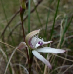 Caladenia dimorpha at Boro, NSW - 4 Oct 2021