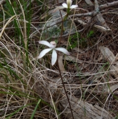 Caladenia dimorpha at Boro, NSW - 4 Oct 2021