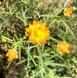 Xerochrysum viscosum at Bruce, ACT - 7 Oct 2021