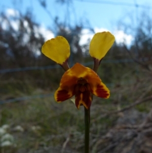 Diuris semilunulata at Boro, NSW - 4 Oct 2021