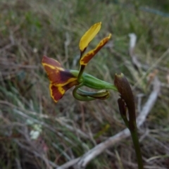 Diuris semilunulata at Boro, NSW - 4 Oct 2021