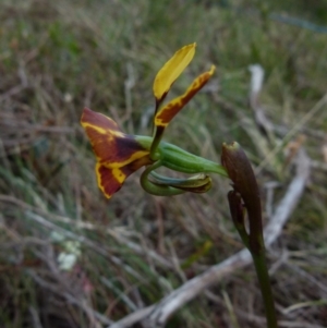 Diuris semilunulata at Boro, NSW - 4 Oct 2021