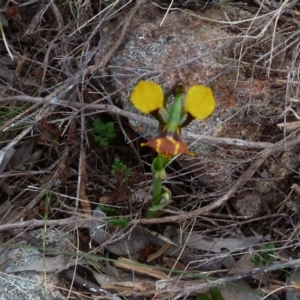 Diuris semilunulata at Boro, NSW - 4 Oct 2021