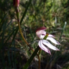 Caladenia moschata (Musky caps) at Boro, NSW - 5 Oct 2021 by Paul4K