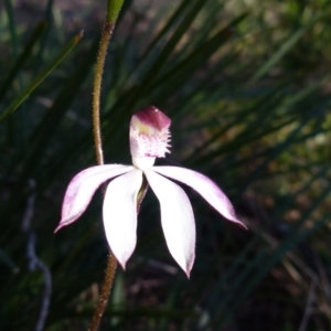 Caladenia moschata at Boro, NSW - suppressed