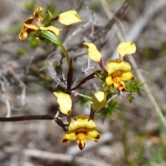 Diuris semilunulata (Late Leopard Orchid) at Boro - 6 Oct 2021 by Paul4K