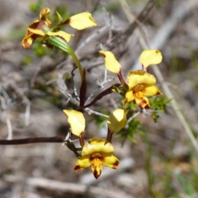 Diuris semilunulata (Late Leopard Orchid) at Boro, NSW - 6 Oct 2021 by Paul4K