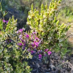 Glycine clandestina (Twining Glycine) at Jerrabomberra, ACT - 7 Oct 2021 by Mike