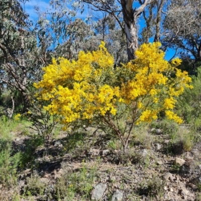 Acacia cultriformis (Knife Leaf Wattle) at Wanniassa Hill - 7 Oct 2021 by Mike