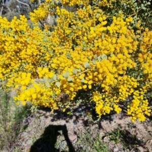Acacia cultriformis at Jerrabomberra, ACT - 7 Oct 2021