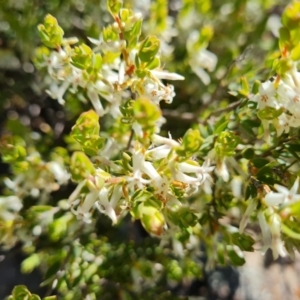 Brachyloma daphnoides at Tuggeranong DC, ACT - 7 Oct 2021