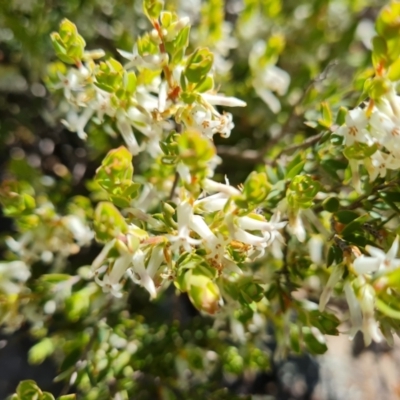 Brachyloma daphnoides (Daphne Heath) at Wanniassa Hill - 7 Oct 2021 by Mike