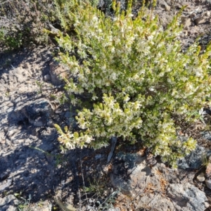 Brachyloma daphnoides at Tuggeranong DC, ACT - 7 Oct 2021