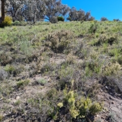 Brachyloma daphnoides at Tuggeranong DC, ACT - 7 Oct 2021