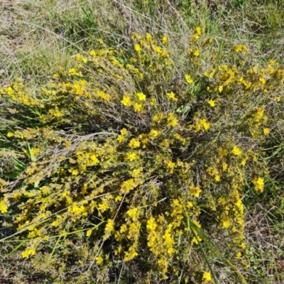 Hibbertia calycina (Lesser Guinea-flower) at Wanniassa Hill - 7 Oct 2021 by Mike