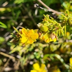 Hibbertia calycina at Jerrabomberra, ACT - 7 Oct 2021