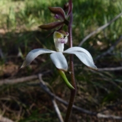 Caladenia moschata (Musky Caps) at Boro, NSW - 6 Oct 2021 by Paul4K