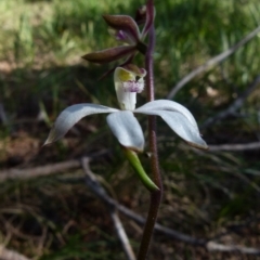 Caladenia moschata (Musky caps) at Boro, NSW - 5 Oct 2021 by Paul4K