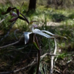 Caladenia moschata at Boro, NSW - suppressed