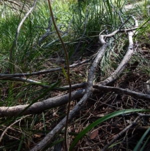 Caladenia moschata at Boro, NSW - suppressed