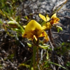 Diuris semilunulata (Late Leopard Orchid) at Boro - 6 Oct 2021 by Paul4K