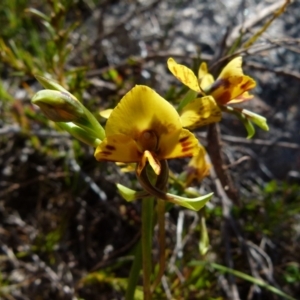 Diuris semilunulata at Boro, NSW - suppressed