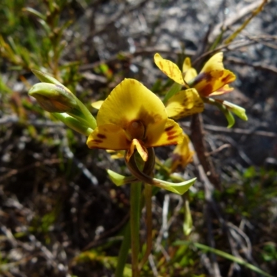 Diuris semilunulata (Late Leopard Orchid) at Boro - 6 Oct 2021 by Paul4K