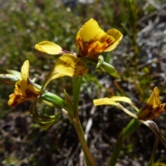 Diuris semilunulata at Boro, NSW - suppressed