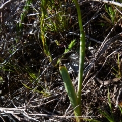 Diuris semilunulata at Boro, NSW - 6 Oct 2021