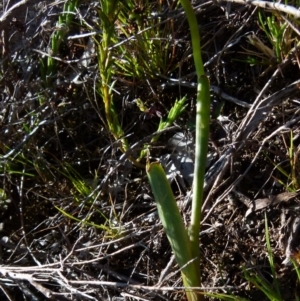 Diuris semilunulata at Boro, NSW - 6 Oct 2021