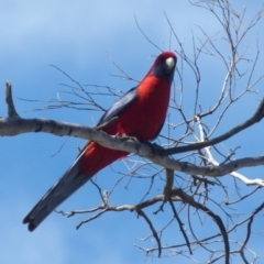 Platycercus elegans (Crimson Rosella) at Boro, NSW - 5 Oct 2021 by Paul4K