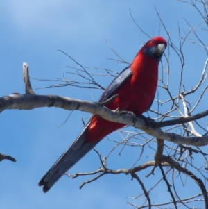 Platycercus elegans at Boro, NSW - suppressed