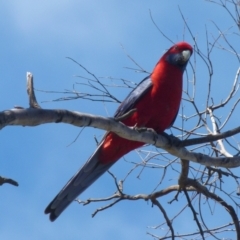 Platycercus elegans at Boro, NSW - 6 Oct 2021