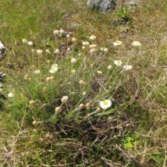 Leucochrysum albicans subsp. tricolor (Hoary Sunray) at Holt, ACT - 7 Oct 2021 by sangio7