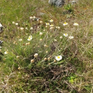 Leucochrysum albicans subsp. tricolor at Holt, ACT - 7 Oct 2021