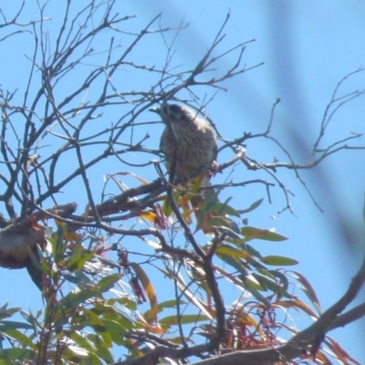 Anthochaera carunculata (Red Wattlebird) at QPRC LGA - 5 Oct 2021 by Paul4K