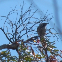 Anthochaera carunculata at Boro, NSW - 6 Oct 2021