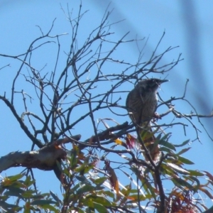 Anthochaera carunculata at Boro, NSW - 6 Oct 2021