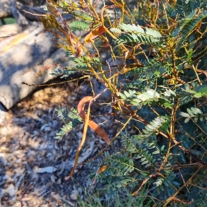 Acacia terminalis at Jerrabomberra, ACT - 7 Oct 2021