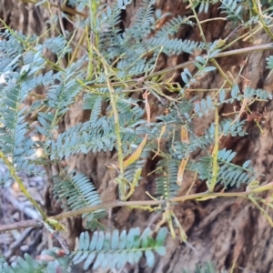 Acacia terminalis at Jerrabomberra, ACT - 7 Oct 2021