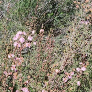 Kunzea parvifolia at Jerrabomberra, ACT - 7 Oct 2021 03:43 PM