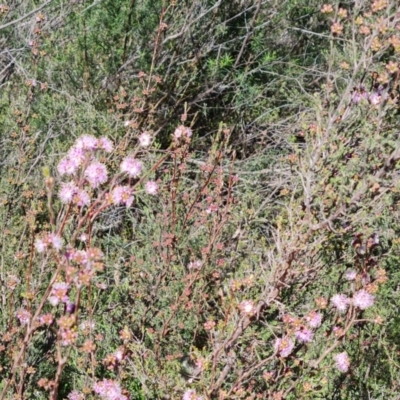 Kunzea parvifolia (Violet Kunzea) at Jerrabomberra, ACT - 7 Oct 2021 by Mike