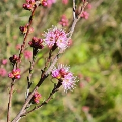 Kunzea parvifolia at Jerrabomberra, ACT - 7 Oct 2021