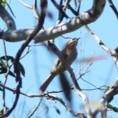 Caligavis chrysops (Yellow-faced Honeyeater) at QPRC LGA - 6 Oct 2021 by Paul4K