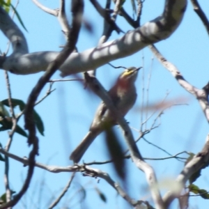 Caligavis chrysops at Boro, NSW - 6 Oct 2021