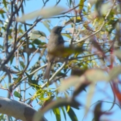 Caligavis chrysops at Boro, NSW - 6 Oct 2021