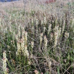 Stackhousia monogyna (Creamy Candles) at Tuggeranong DC, ACT - 7 Oct 2021 by Mike